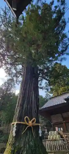 北口本宮冨士浅間神社の自然