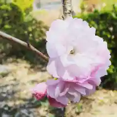 豊景神社の自然