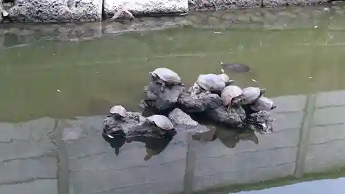 磐井神社の動物