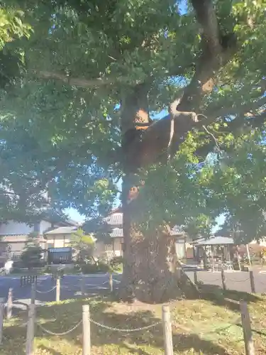 大聖院（倶利伽羅寺）の自然