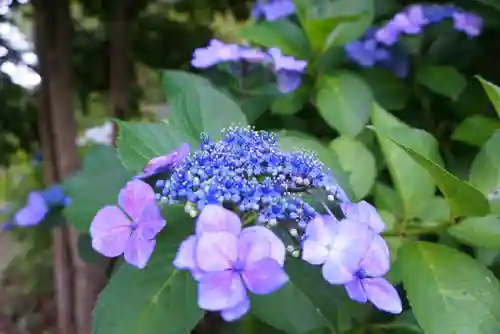 楽法寺（雨引観音）の自然