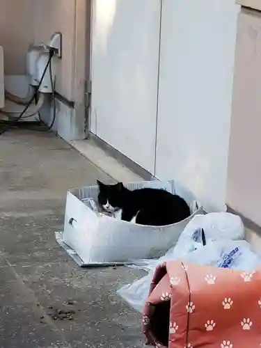 白金氷川神社の動物