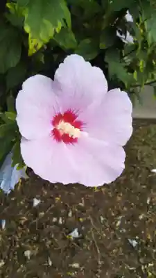 愛宕神社(隣接 三橋神社)の自然
