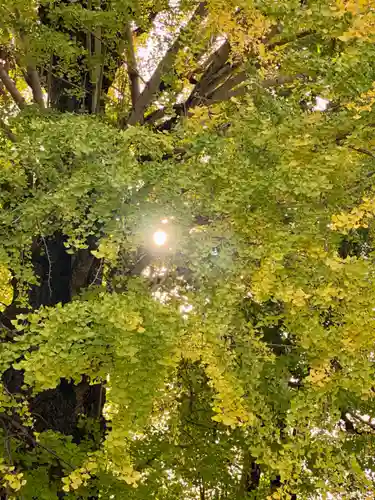 隨心院（随心院）の自然