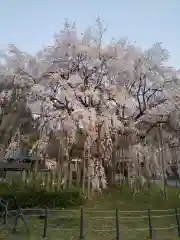 足羽神社の自然