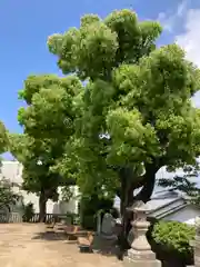 佐野八幡神社の建物その他