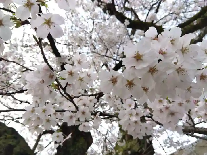 妙経寺(福井県)