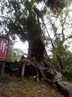 都萬神社の自然