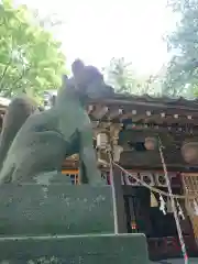 開運招福 飯玉神社の狛犬