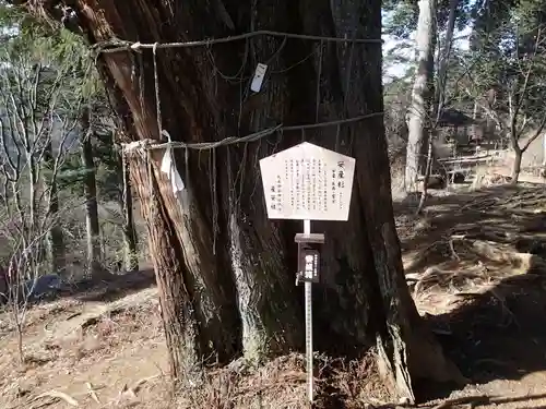産安社（武蔵御嶽神社摂社）の自然