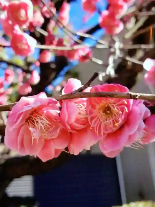 桜神宮(東京都)