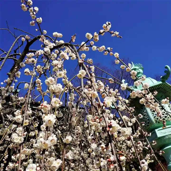 小名浜諏訪神社 ~海の鎮守様~の自然