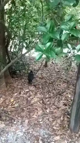 熱田神宮の動物