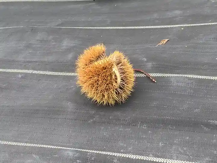 善慧寺、善恵寺(岐阜県)