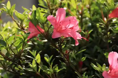 大鏑神社の自然