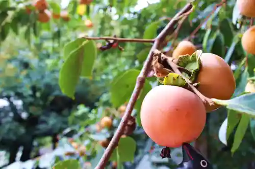 くまくま神社(導きの社 熊野町熊野神社)の自然