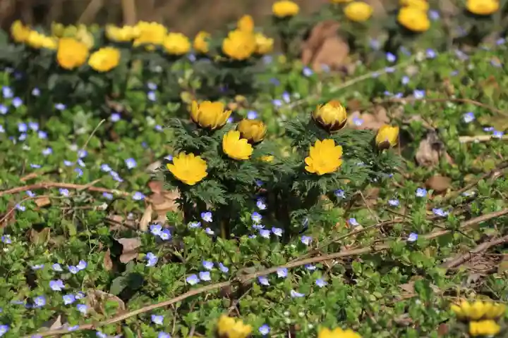 正観音堂の自然