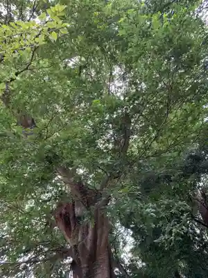 根裂神社の自然