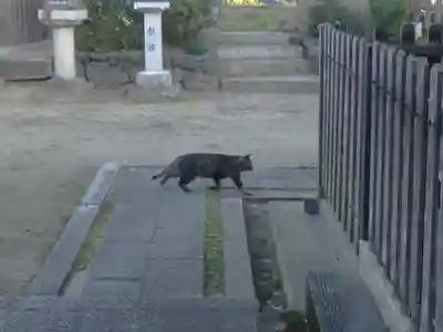 角宮神社の動物