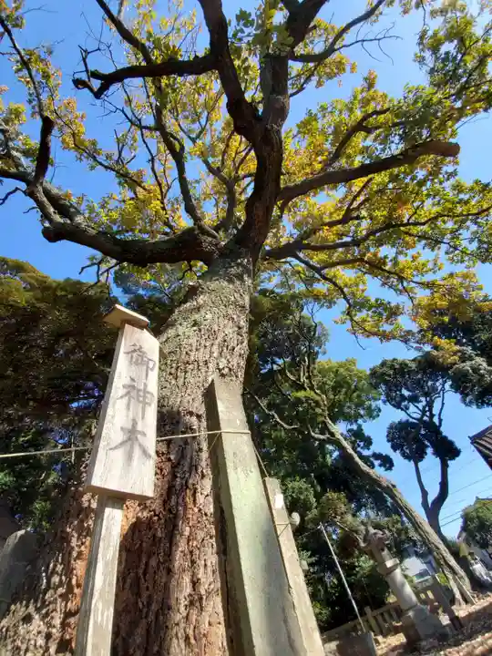 大岩神明宮の自然