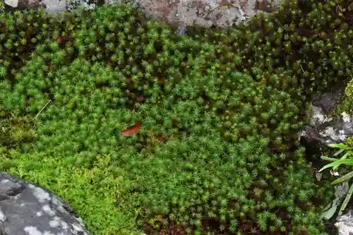 慈照寺（慈照禅寺・銀閣寺）の自然