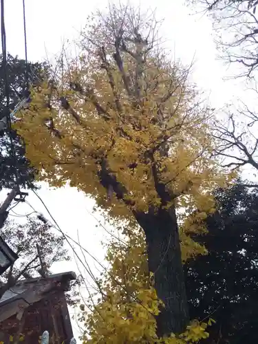 蛇窪神社の自然