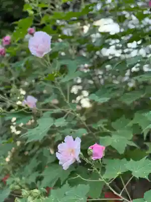 沙沙貴神社(滋賀県)