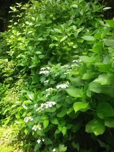 御霊神社の自然