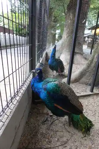 田中神社の動物