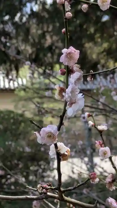隨心院(随心院)(京都府)