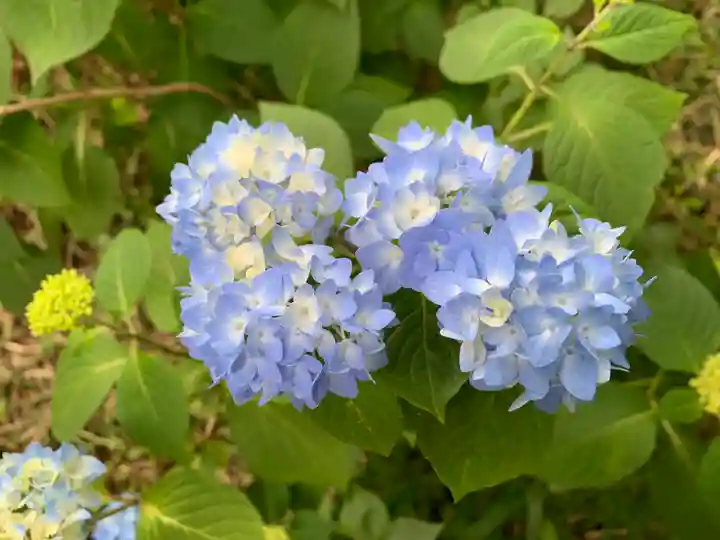 普門寺(切り絵御朱印発祥の寺)(愛知県)