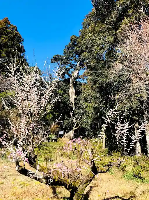 淡島神社の自然