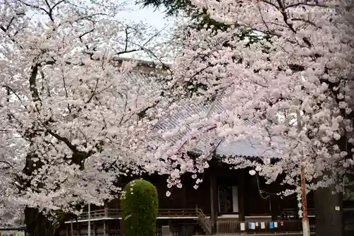 寛永寺(根本中堂)の自然