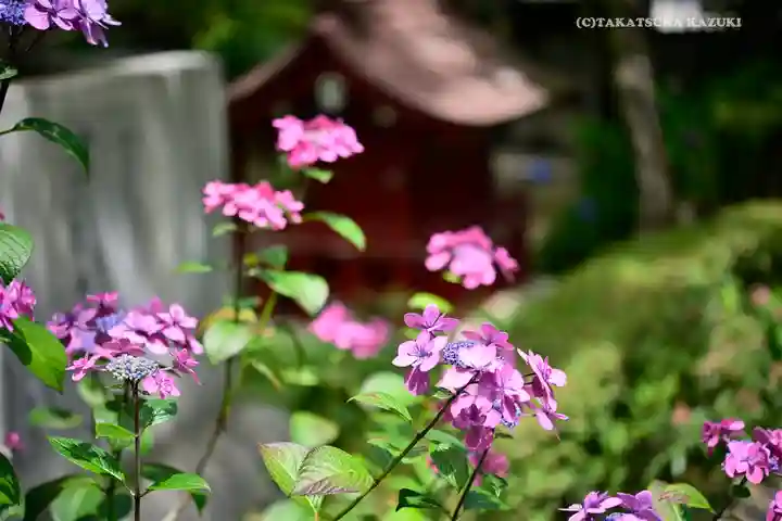 高幡不動尊 金剛寺の自然