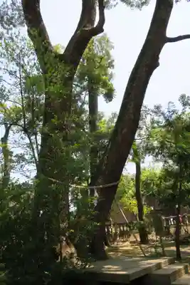 武蔵一宮氷川神社(埼玉県)