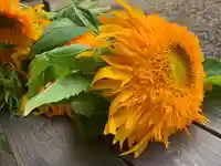 滑川神社 - 仕事と子どもの守り神の手水舎