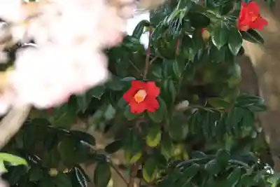 柴宮神社の自然