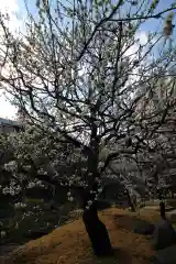 湯島天満宮の庭園