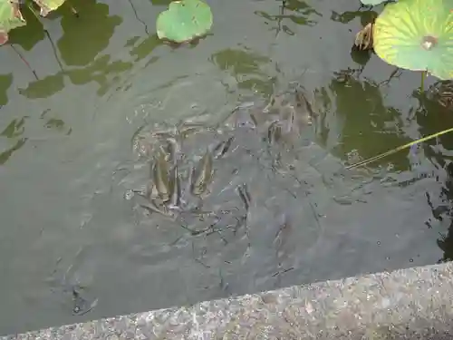 旗上弁財天社の動物