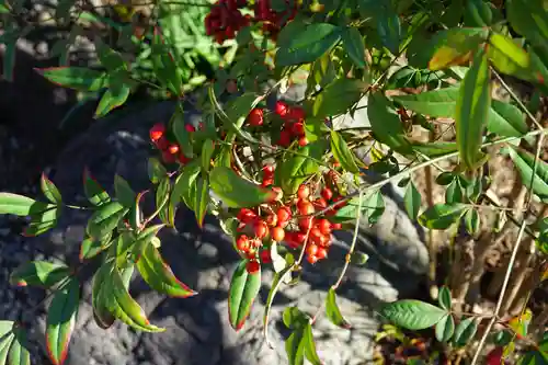 六波羅蜜寺の自然