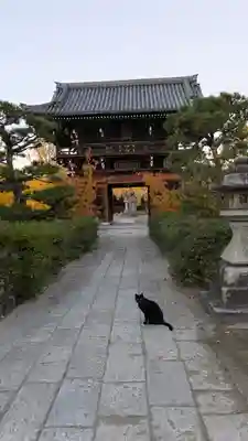 頂妙寺(京都府)