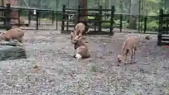 彌彦神社の動物