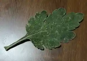 大宮温泉神社(栃木県)(2023年11月07日(火) 07時58分32秒投稿)