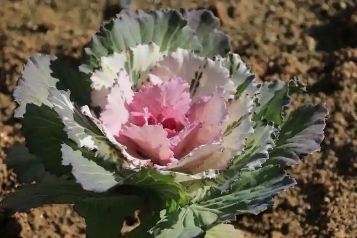 大鏑神社の自然