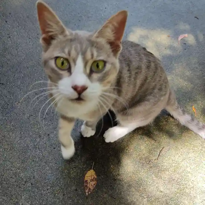 玉野御嶽神社の動物