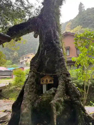 神内神社の{uncategorized: "未分類", other: "その他", undefined: "問題あり", building: "その他建物", grave: "お墓", sacred_gate: "鳥居", guardian: "狛犬", statue: "像", buddha: "仏像", history: "歴史", nature: "自然", garden: "庭園", animal: "動物", pagoda: "塔", temizu: "手水舎", mountain_gate: "山門・神門", sanctuary: "本殿・本堂", subordinate: "末社・摂社", art: "芸術", scenery: "景色", jizo: "地蔵", ema: "絵馬", goshuin: "御朱印", omikuji: "おみくじ", items: "授与品その他", amulet: "お守り", goshuincho: "御朱印帳", eats: "食事", festival: "お祭り", votive_dance: "神楽", shichigosan: "七五三参", wedding: "結婚式", experience: "体験その他", initially: "初詣", around: "周辺", anti_infection: "感染症対策"}
