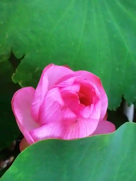長善寺(東京都)