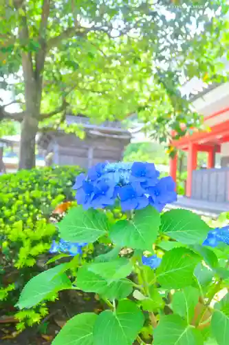 高幡不動尊　金剛寺(東京都)
