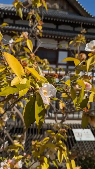 大松禅寺の自然