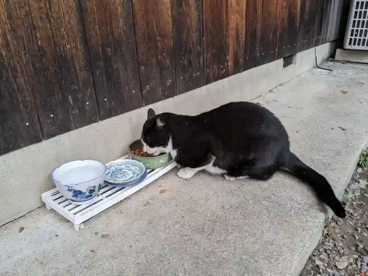 八幡社(柏井町)の動物